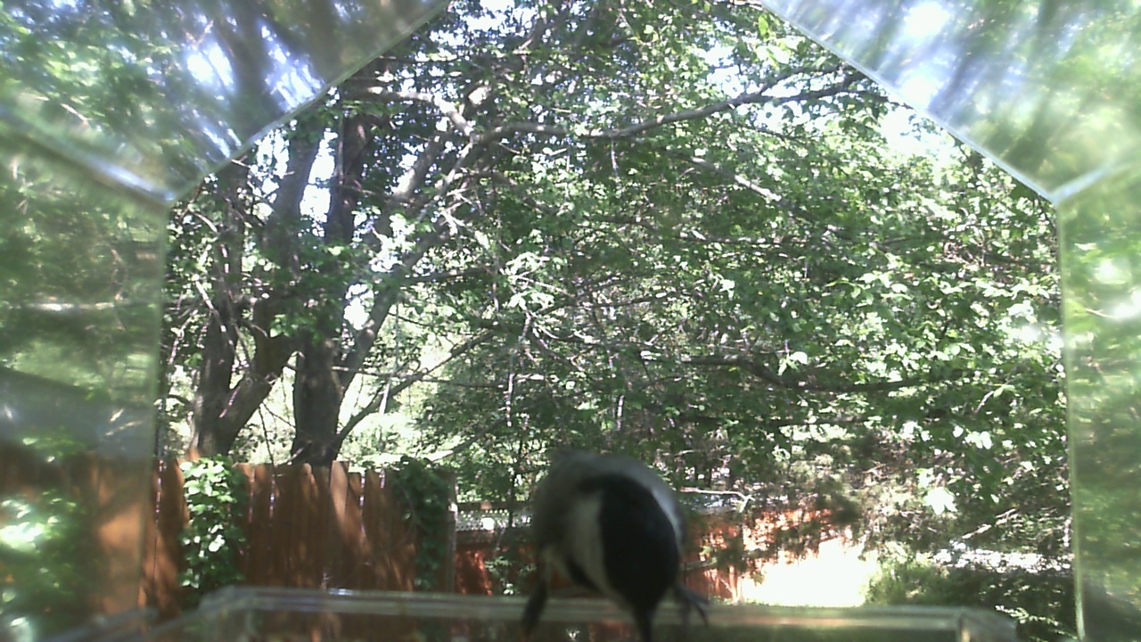Unidentified bird