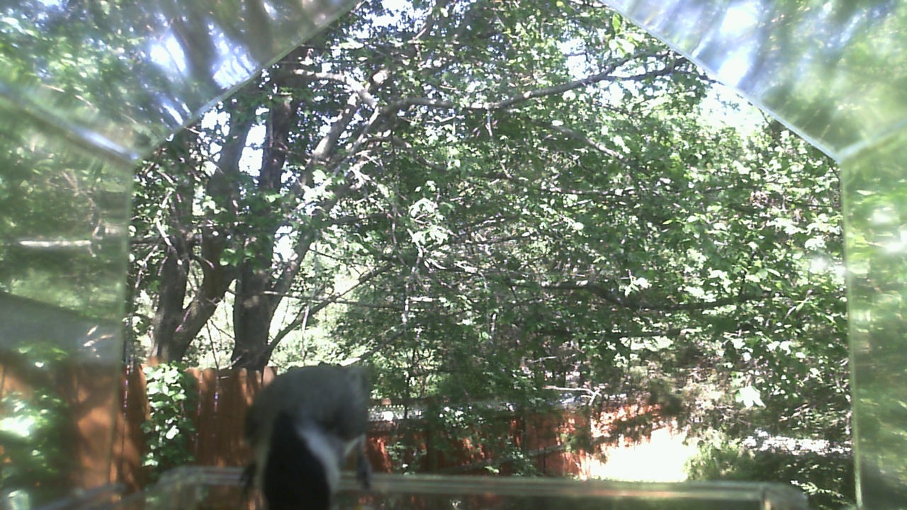 Unidentified bird