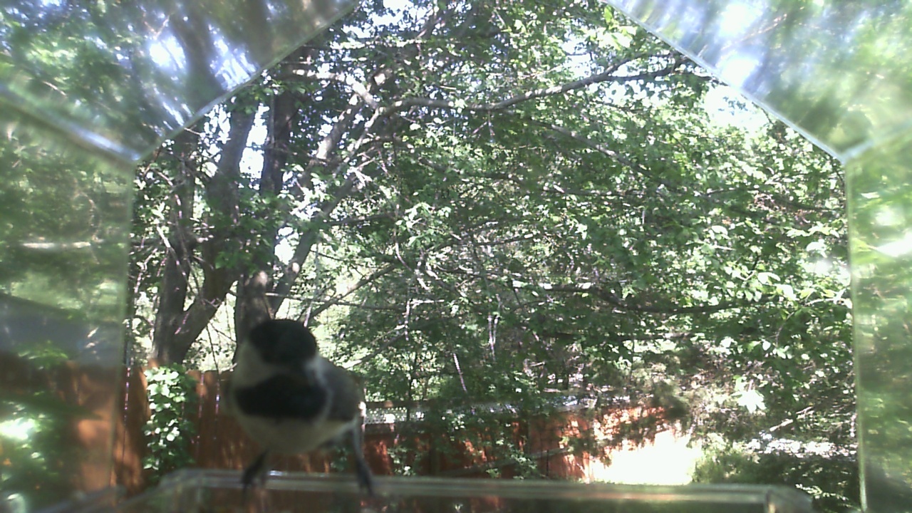 Unidentified bird