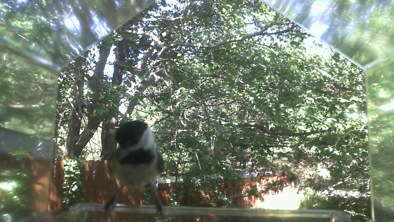Unidentified bird