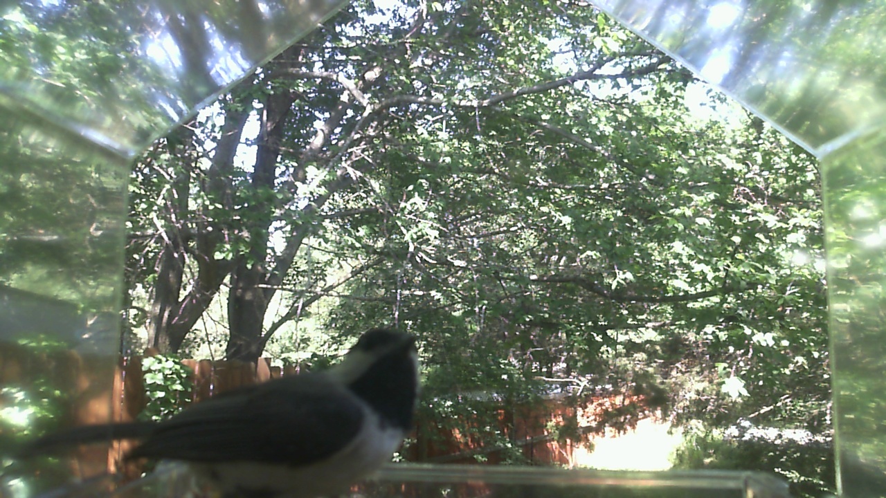Unidentified bird