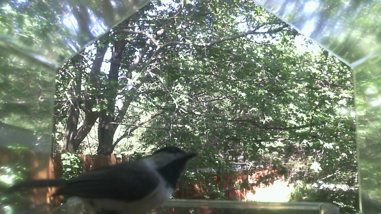 Unidentified bird