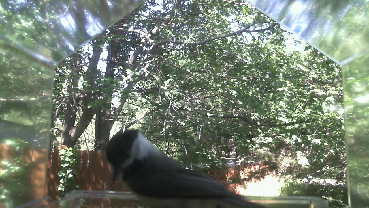 Unidentified bird
