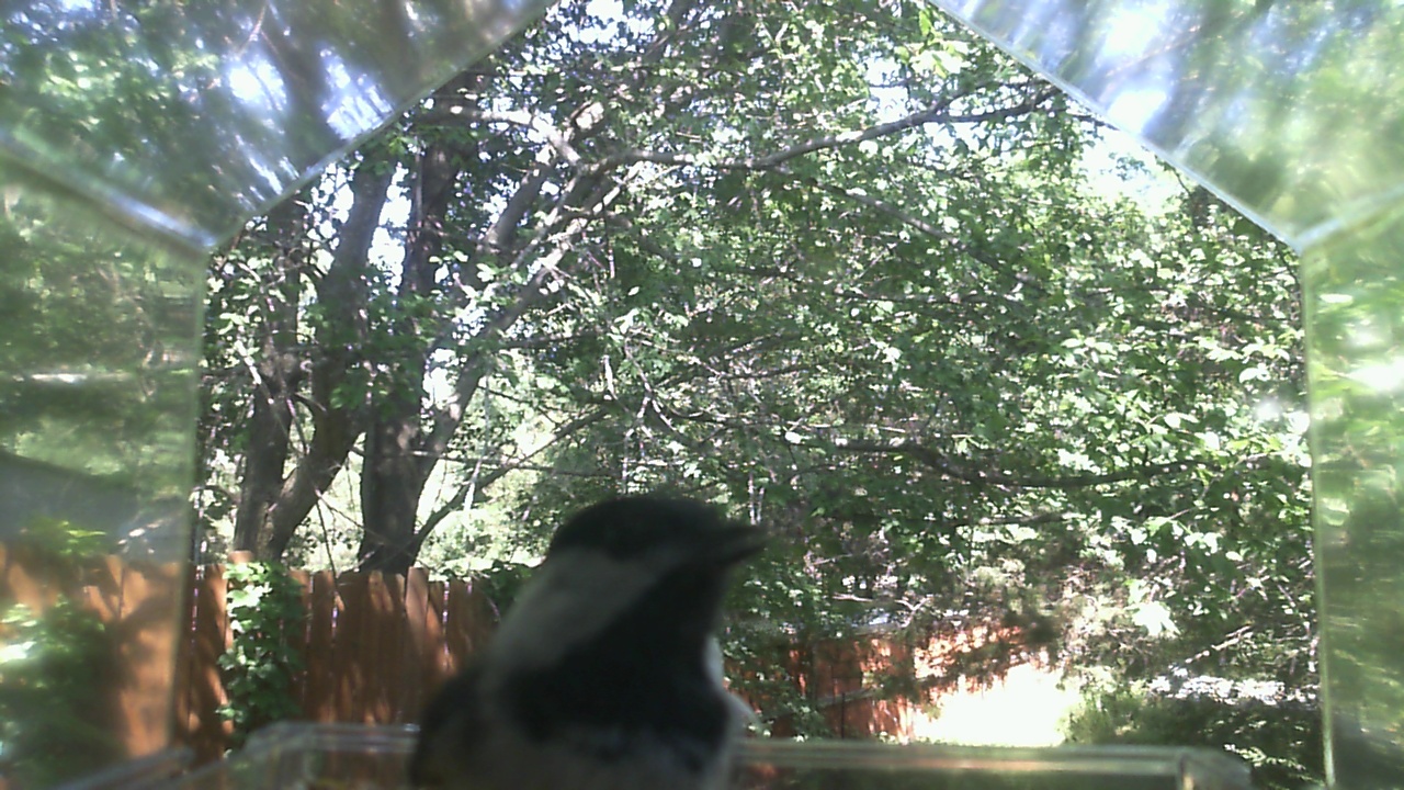Unidentified bird