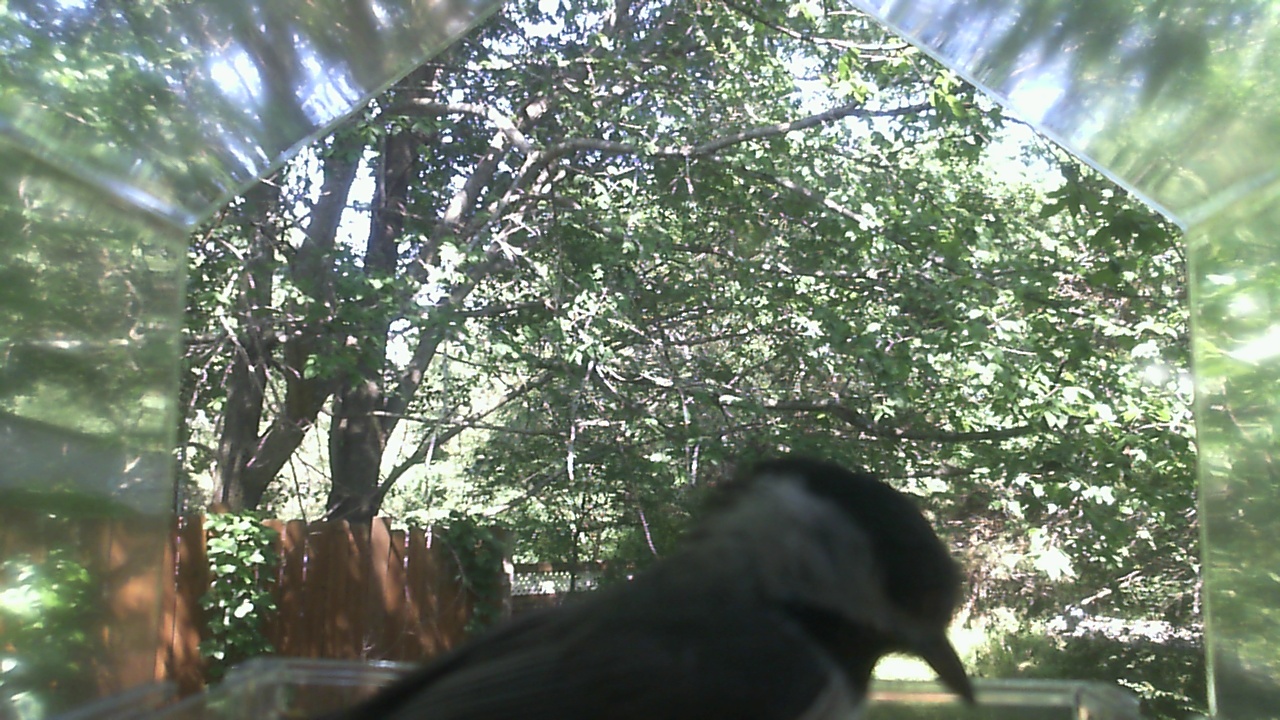 Unidentified bird