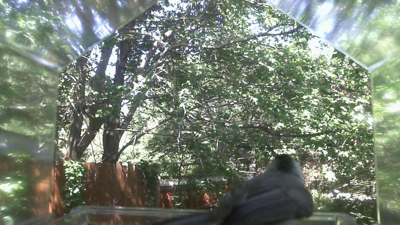 Unidentified bird