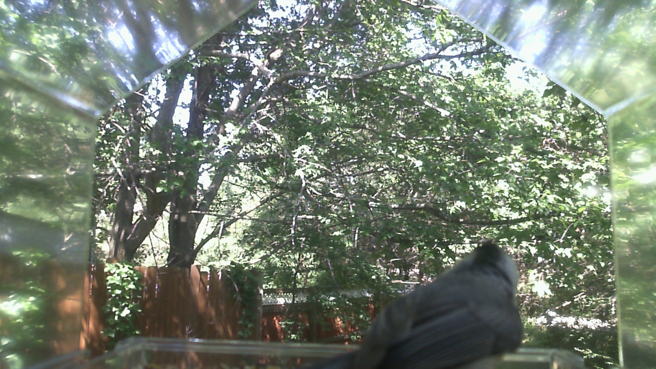 Unidentified bird