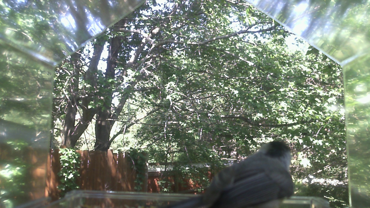 Unidentified bird