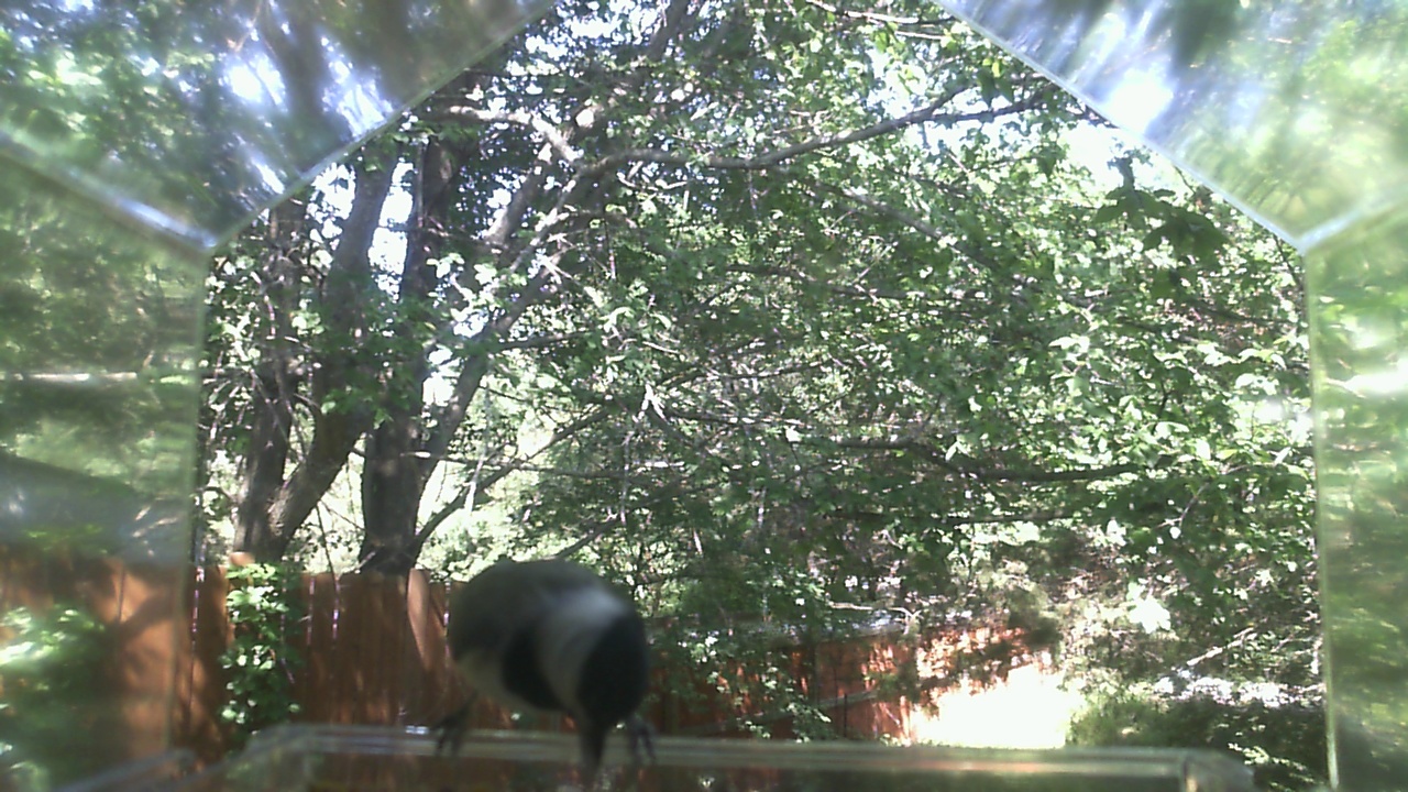 Unidentified bird