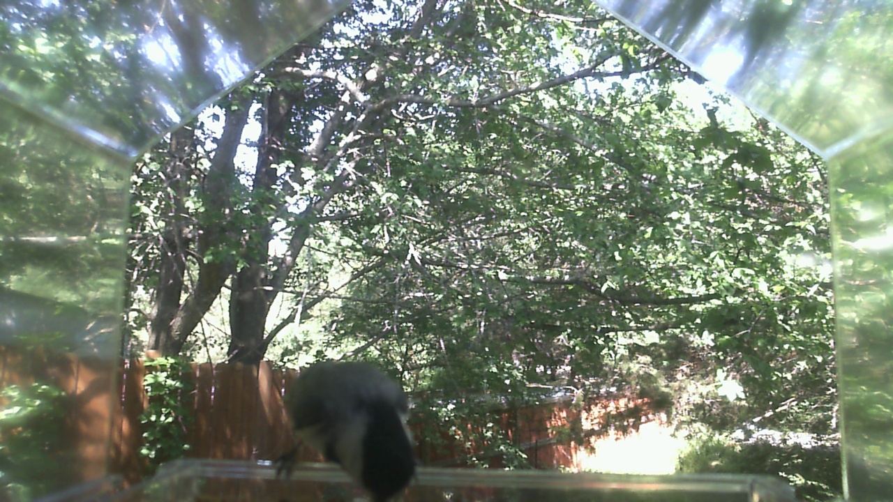 Unidentified bird