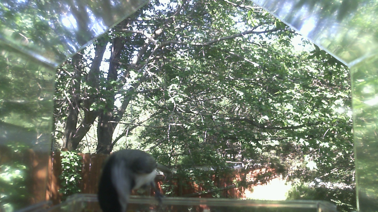 Unidentified bird