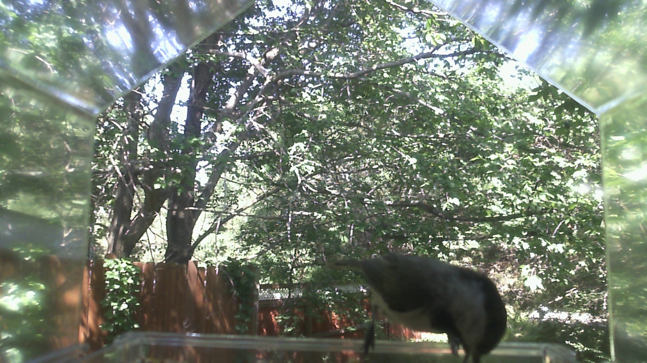 Unidentified bird