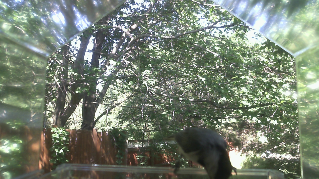 Unidentified bird