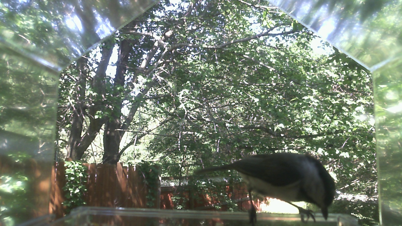 Unidentified bird