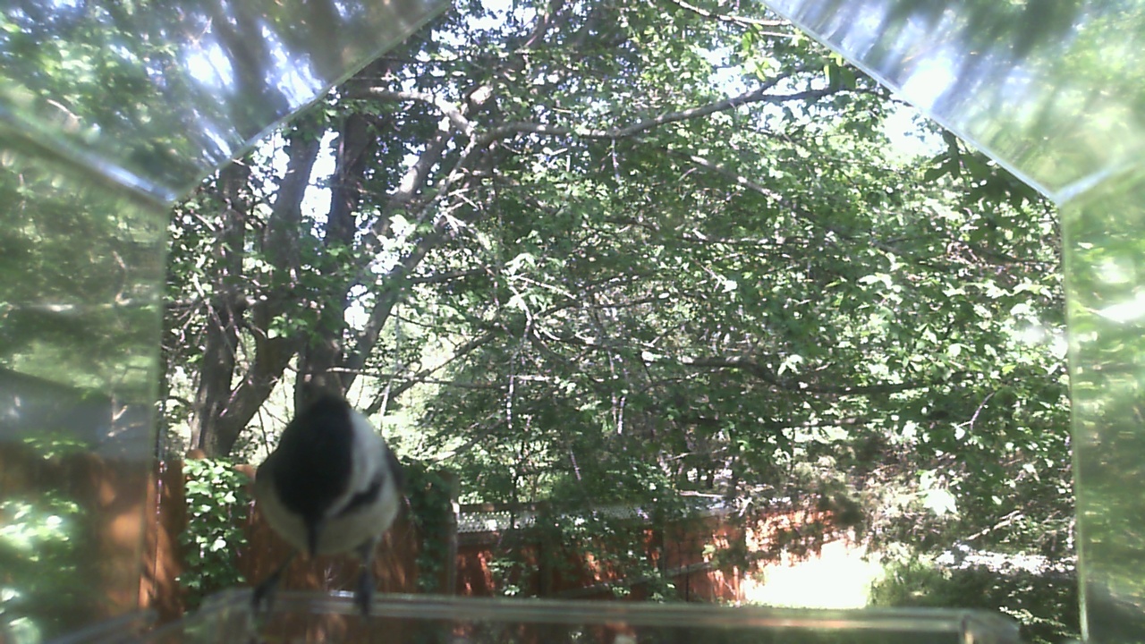 Unidentified bird