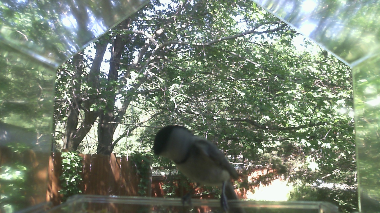Unidentified bird