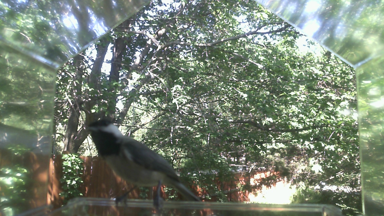 Unidentified bird