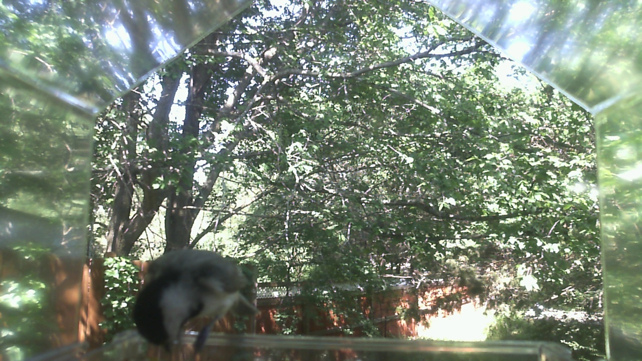 Unidentified bird