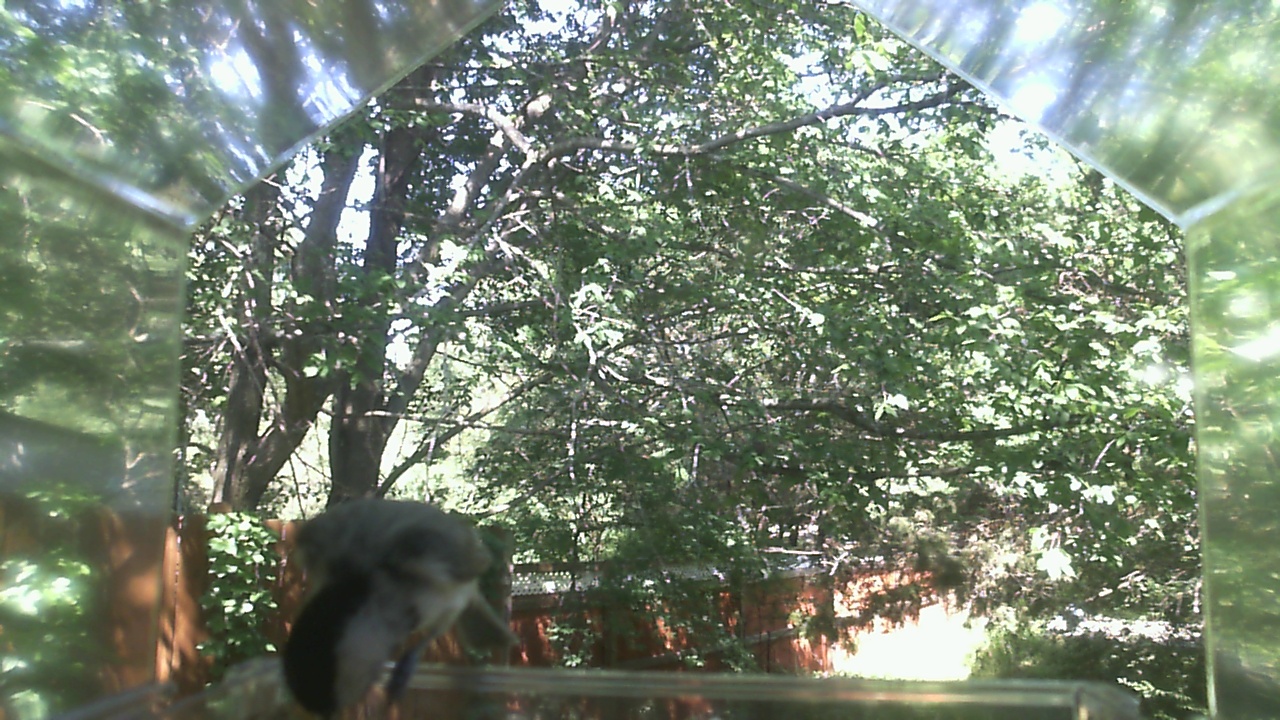 Unidentified bird