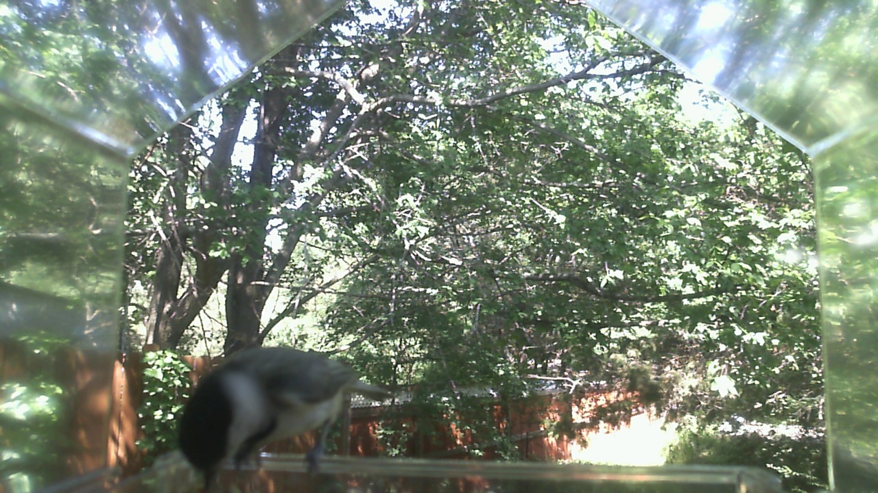 Unidentified bird