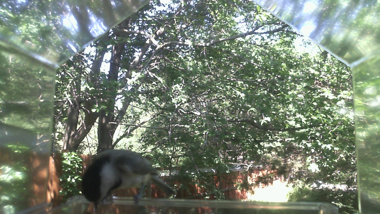 Unidentified bird