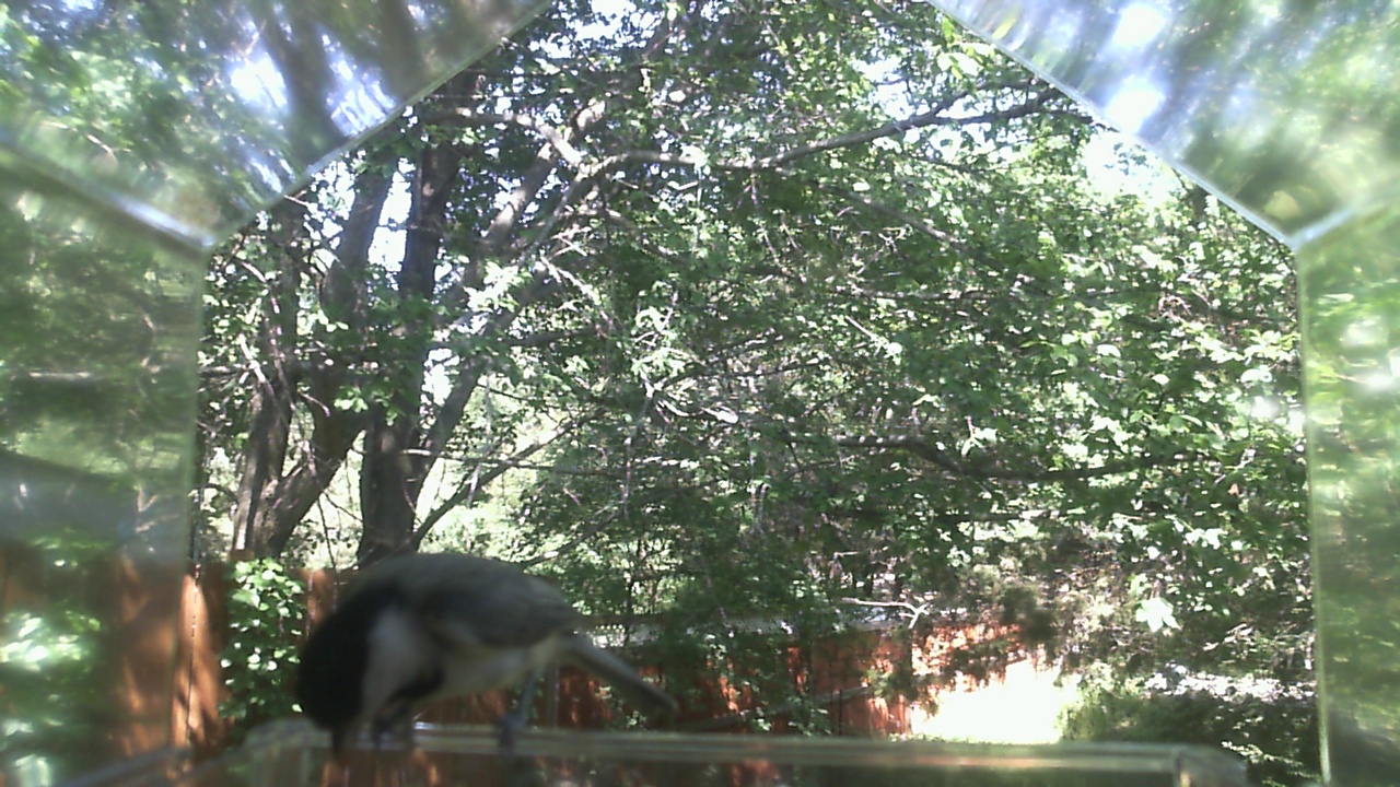 Unidentified bird