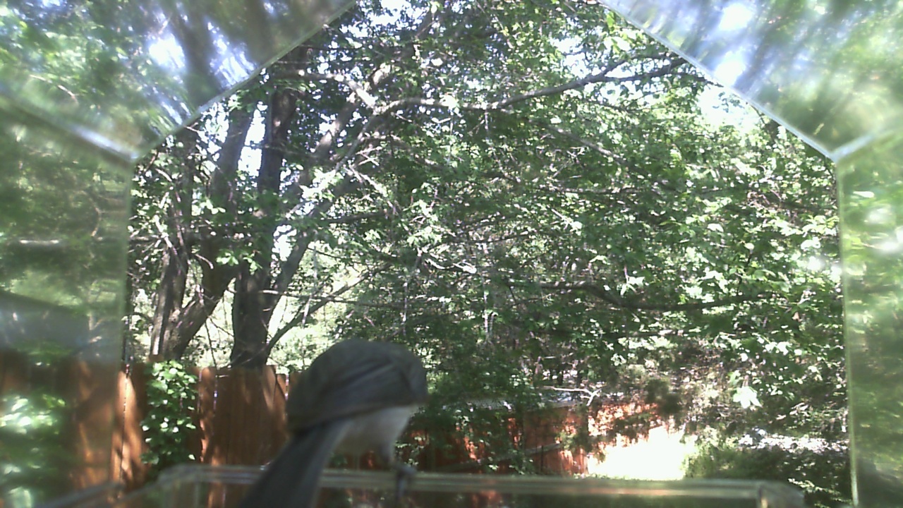 Unidentified bird