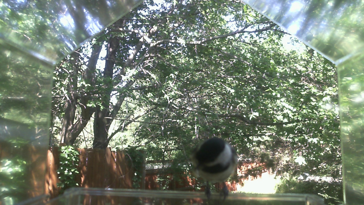 Unidentified bird