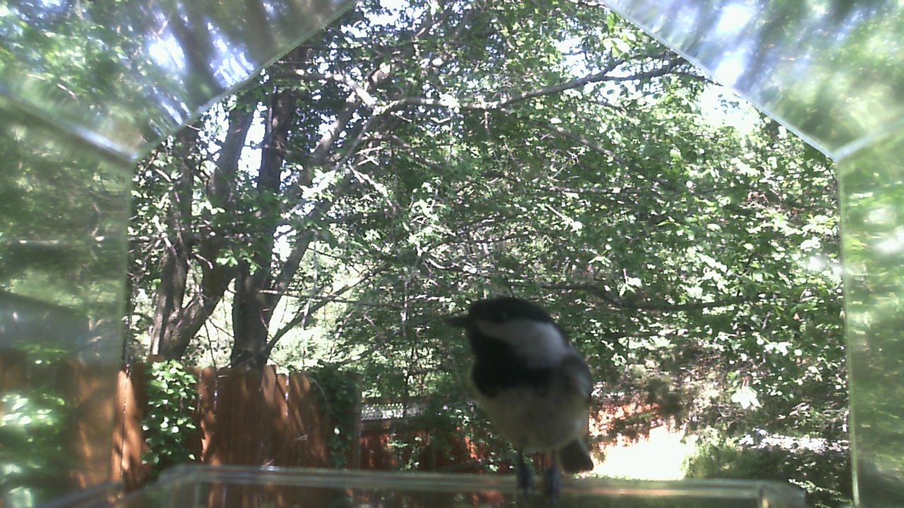 Unidentified bird