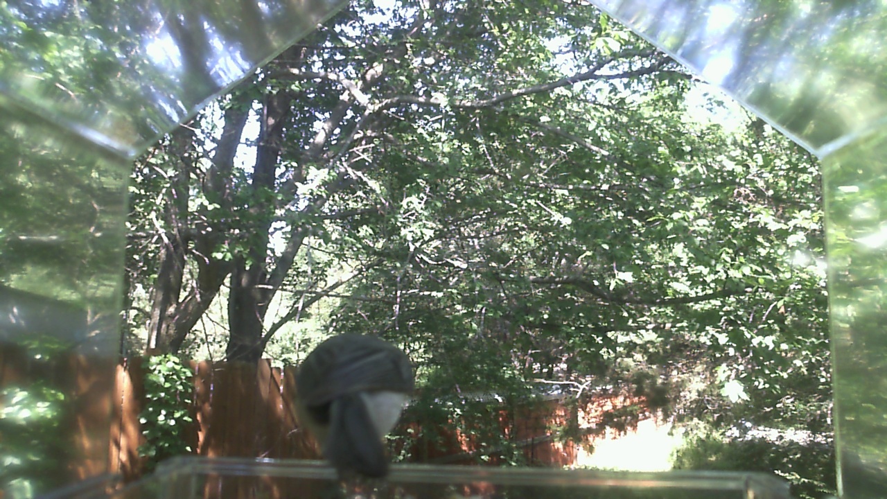 Unidentified bird