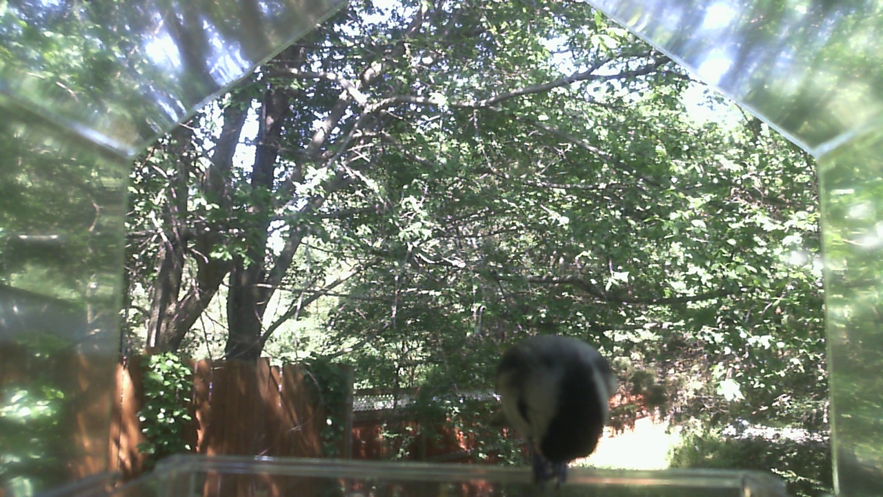 Unidentified bird