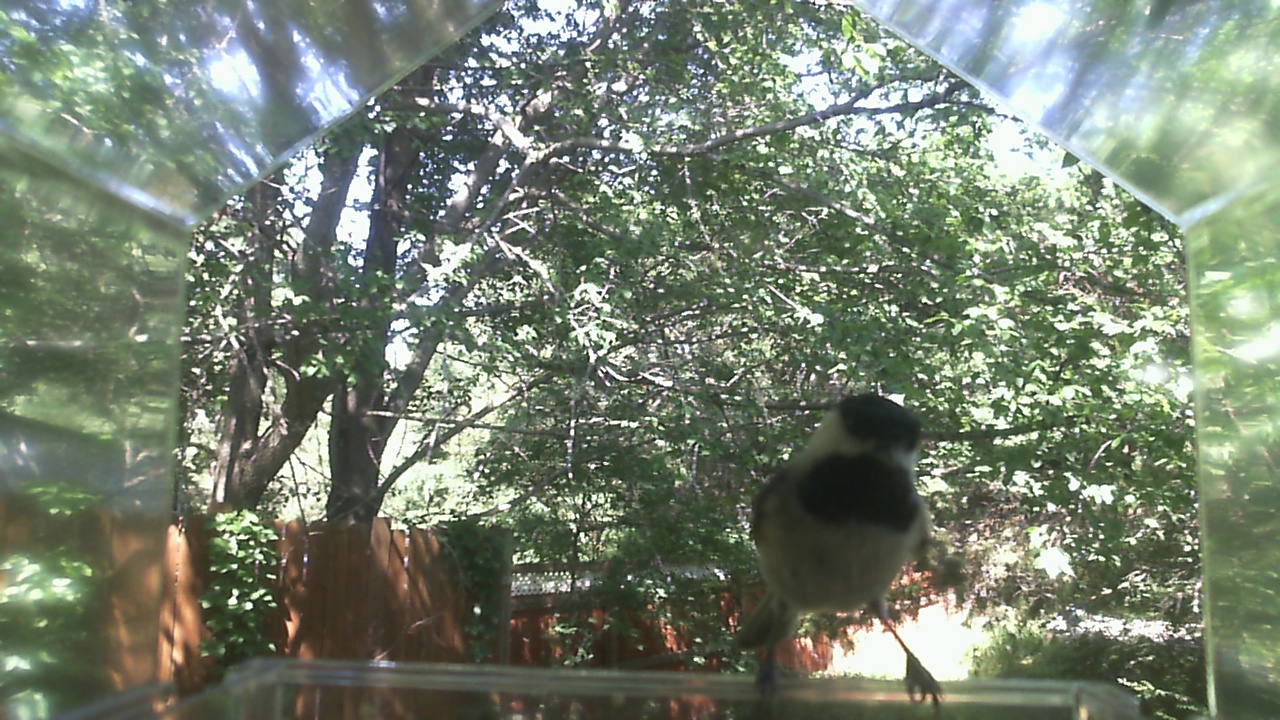 American Robin