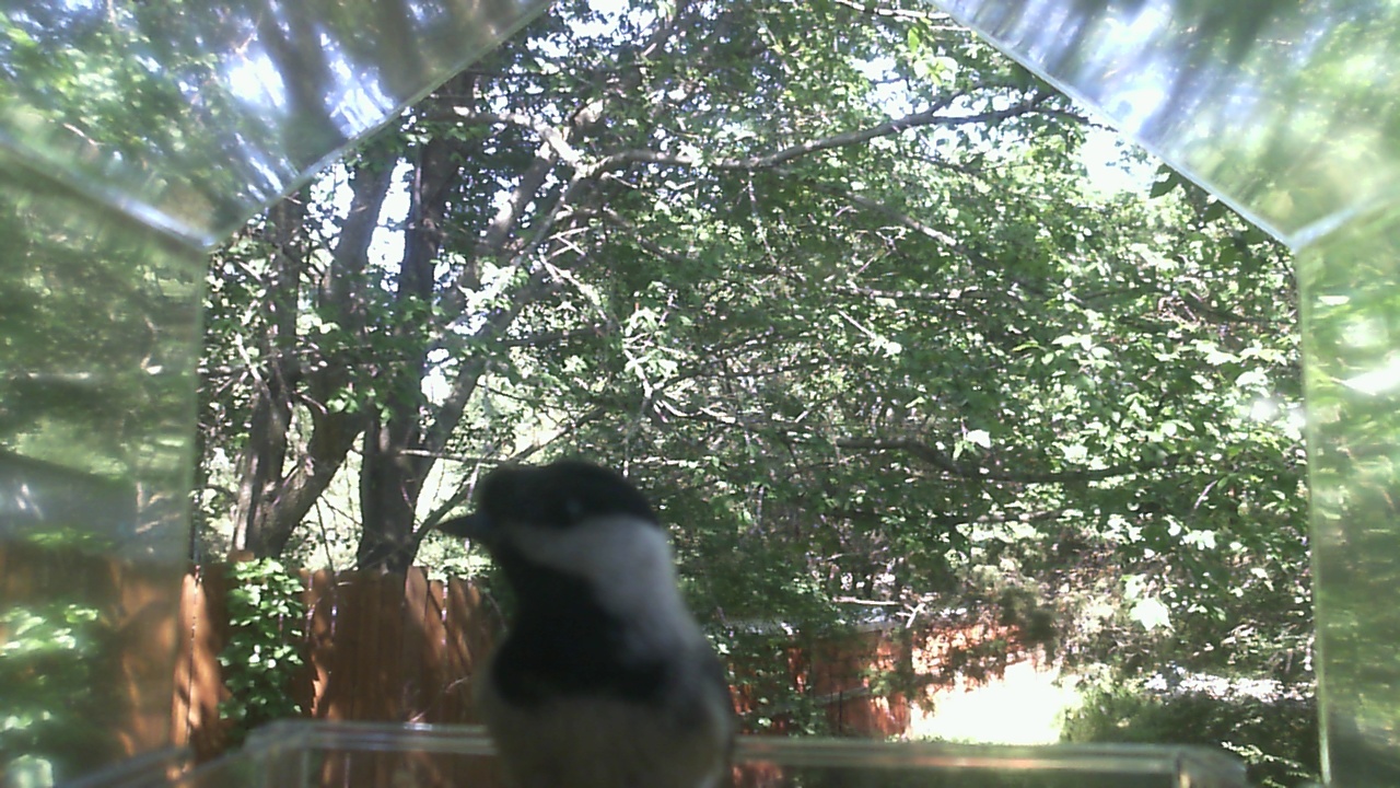 American Crow