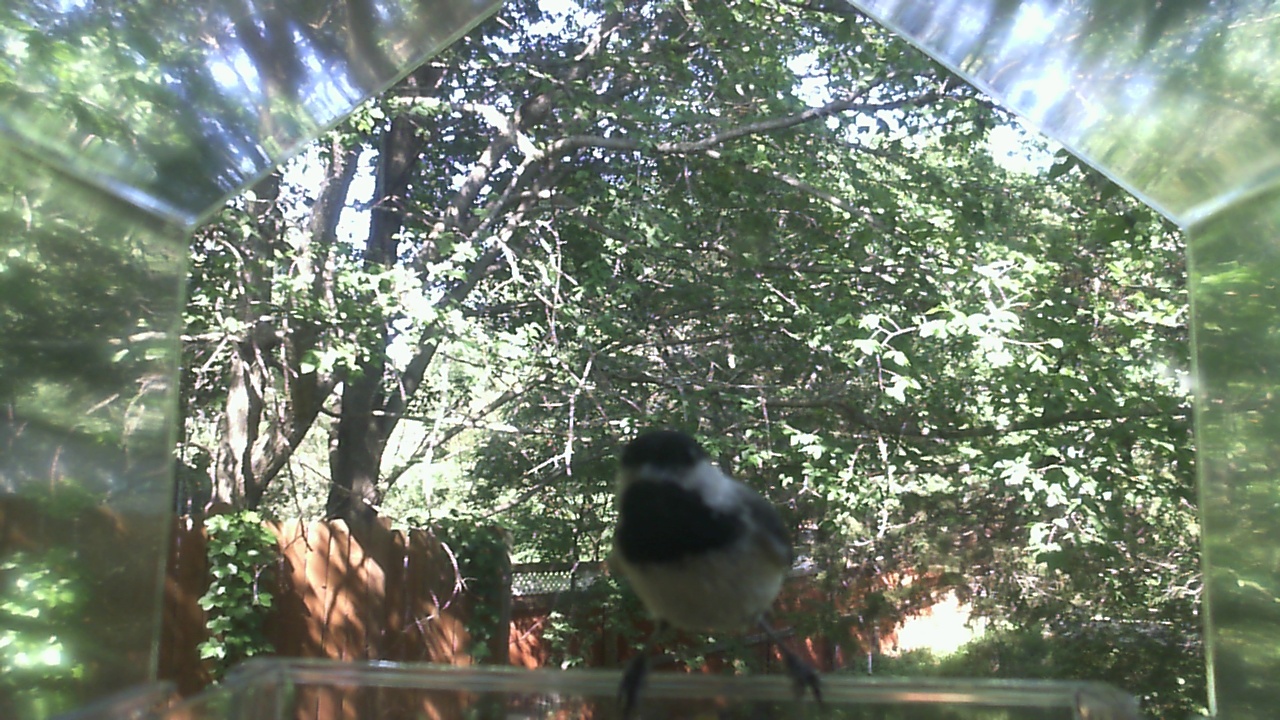 Dark-eyed Junco