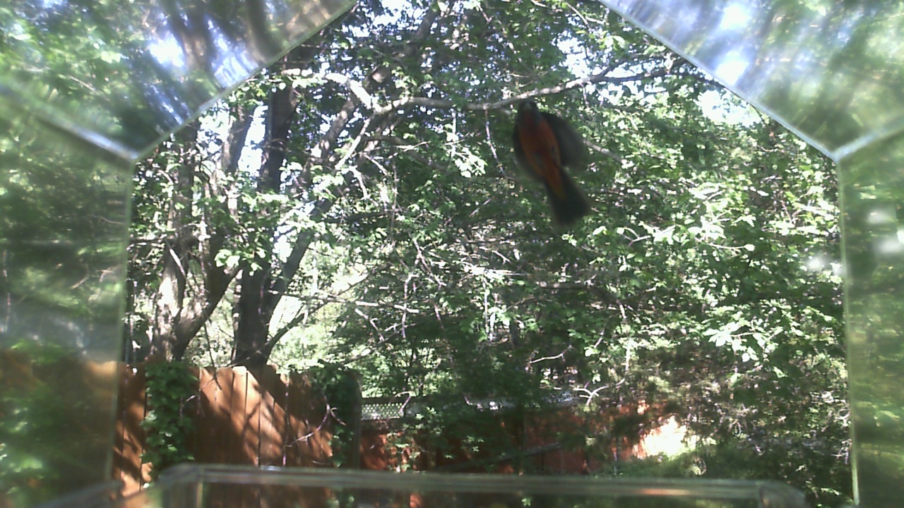 American Robin