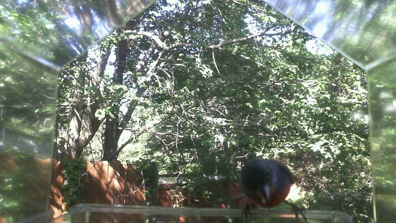 American Robin