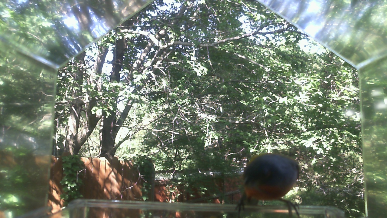 American Robin