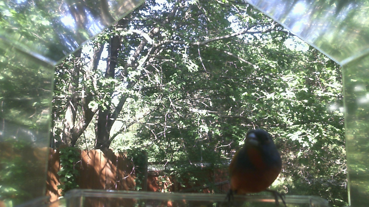 American Robin
