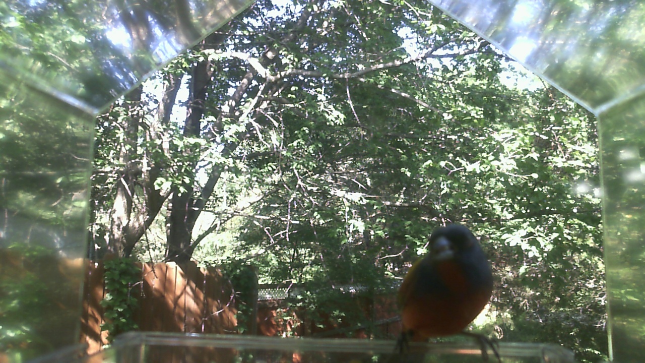 American Robin