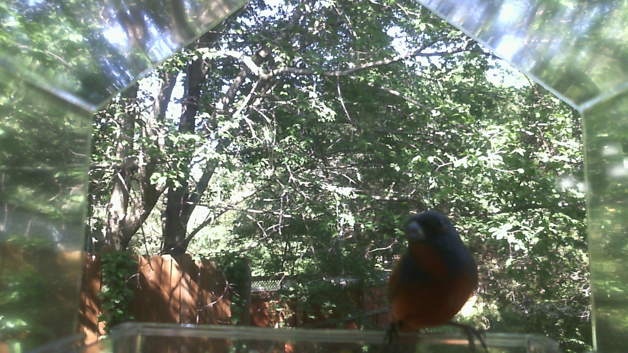 American Robin