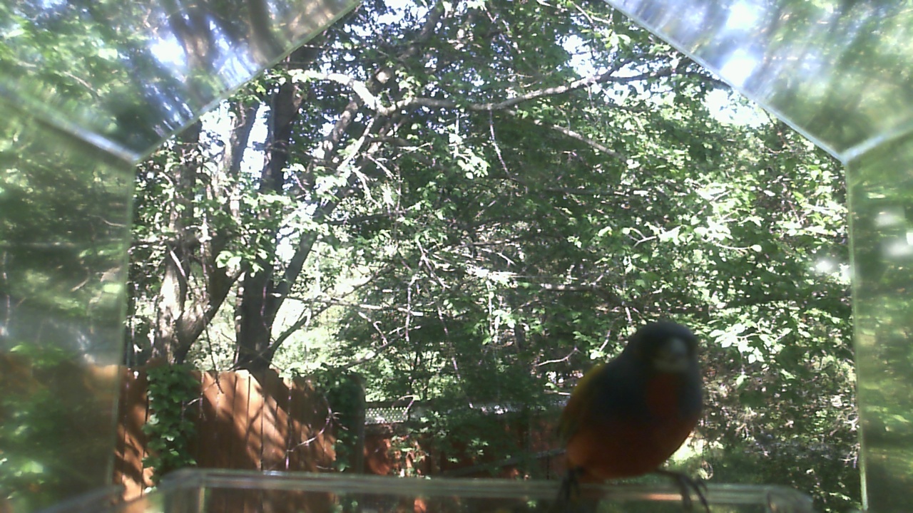 American Robin