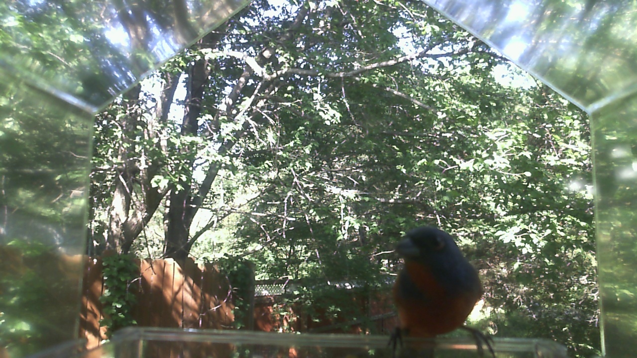American Robin