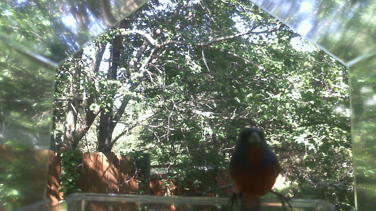 American Robin