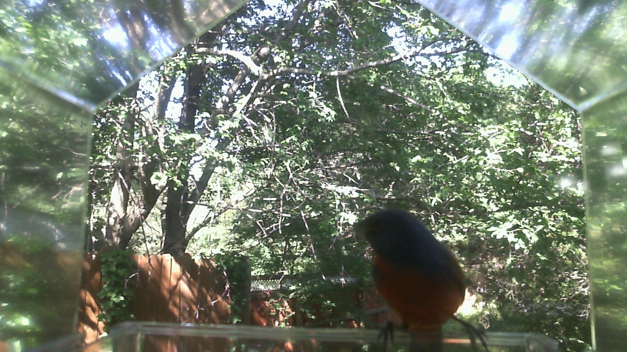 American Robin