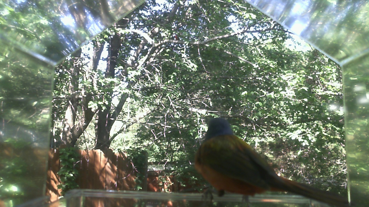 American Robin