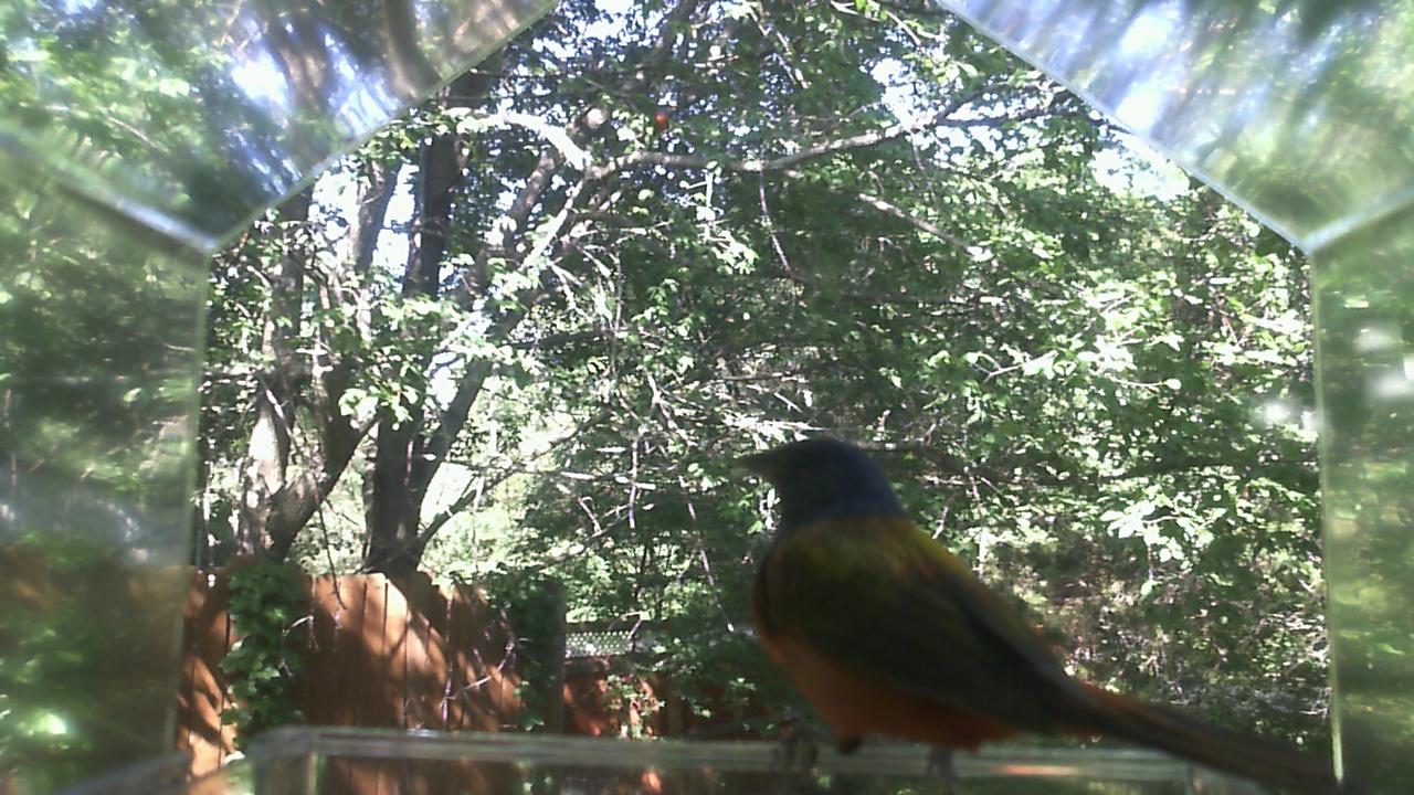 American Robin