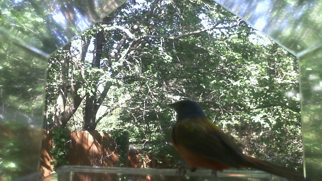 American Robin