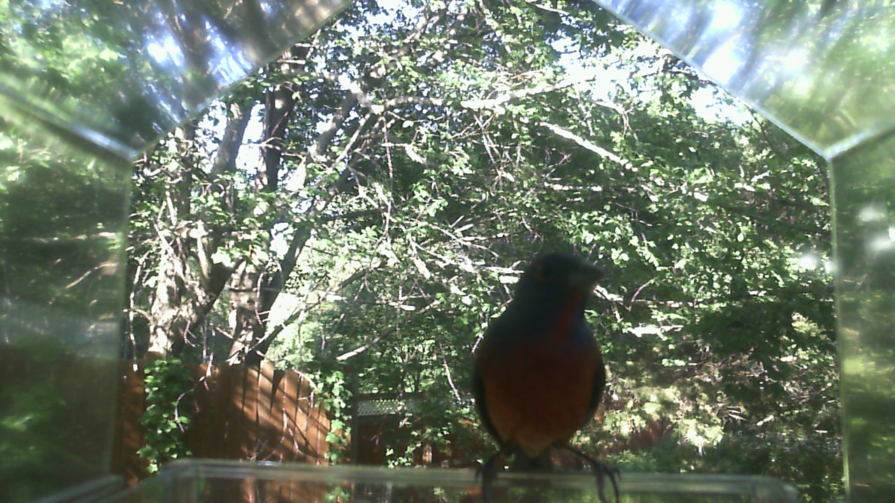 American Robin