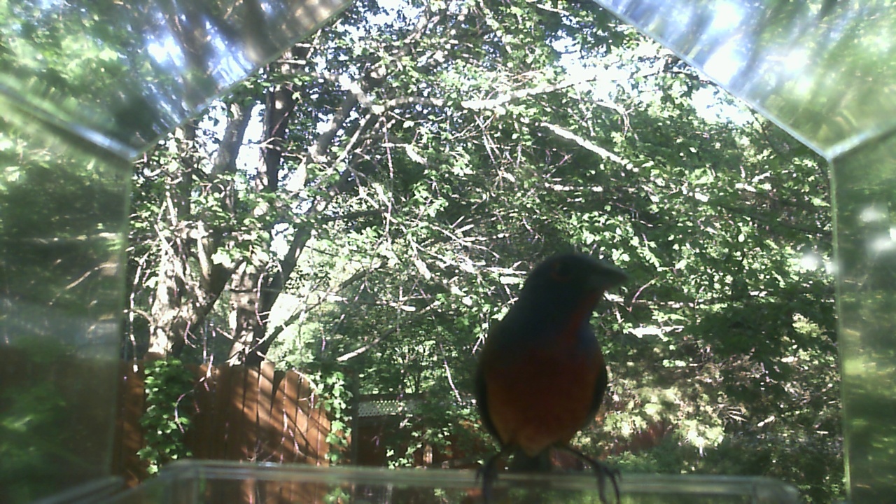 American Robin