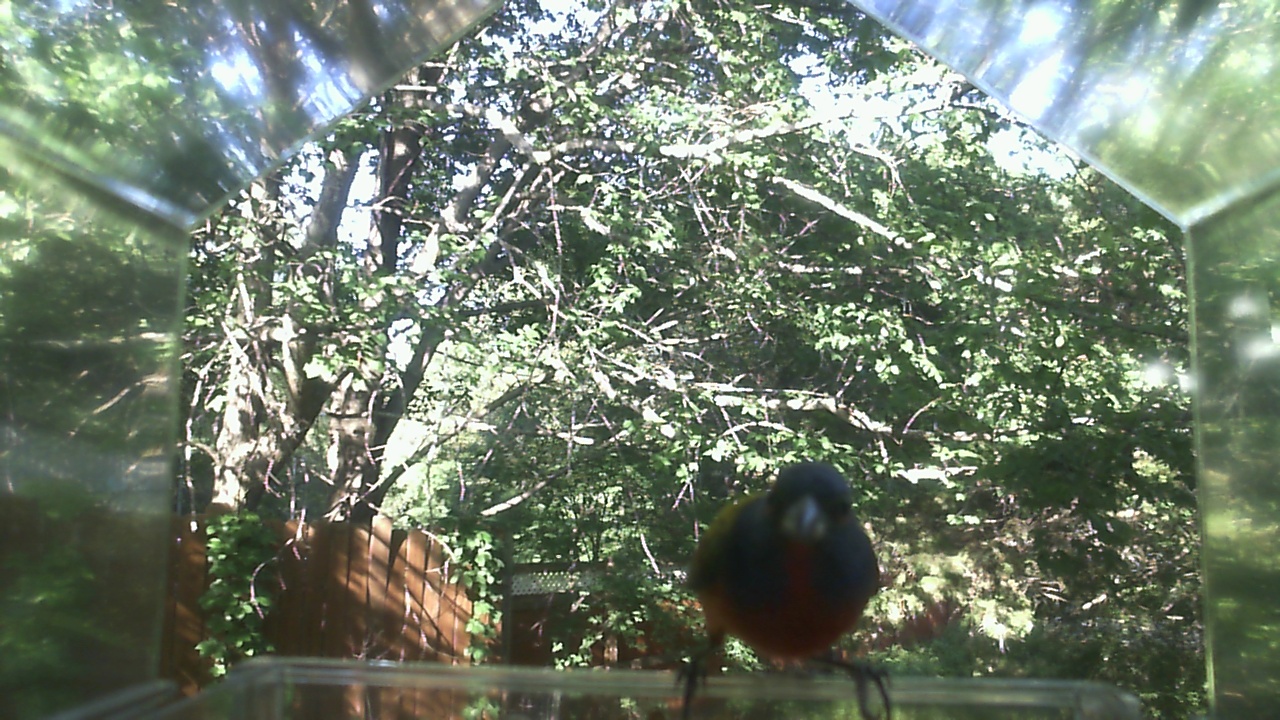 American Robin